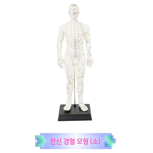 (진산)전신경혈모형(소)