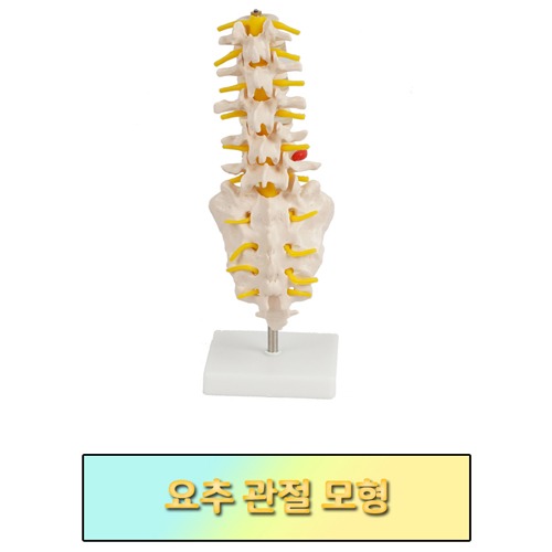 (진산)요추 모형